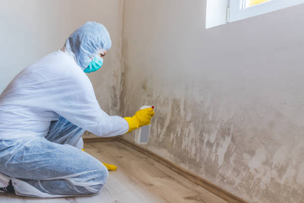 Best Attic Mold Removal  in Monticello, IL